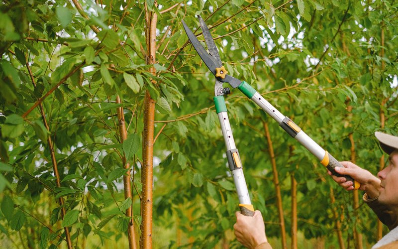 Tree trimming in Farmland, IN