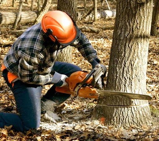Tree Removal in Farmland, IN